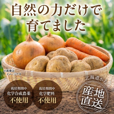 常備野菜セット_hs504-003