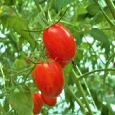 【4月下旬～6月発送】 スパルタ生まれのひみこ ミニトマト 約2kg