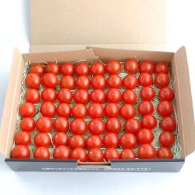 【先行予約】☆糖度12度以上で選果☆厳選 スパルタ生まれの笑ちゃんトマト 1kg