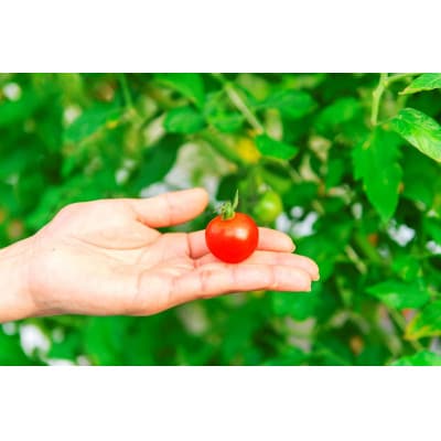 【先行予約】☆糖度12度以上で選果☆厳選 スパルタ生まれの笑ちゃんトマト 1kg