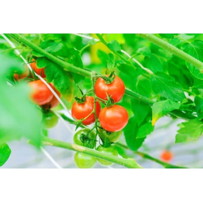 【先行予約】☆糖度12度以上で選果☆厳選 スパルタ生まれの笑ちゃんトマト 1kg