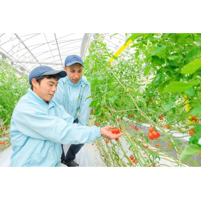 ☆糖度12度以上 厳選 スパルタ生まれのひみこ(ミニトマト)  1kg入り