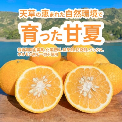 甘夏みかんストレートジュース_S162-002