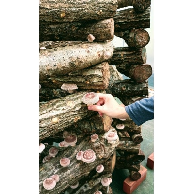 旬の時期のみ!原木椎茸狩りチケット　3000円分