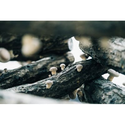 旬の時期のみ!原木椎茸狩りチケット　3000円分