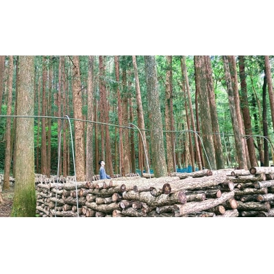 旬の時期のみ!原木椎茸狩りチケット　3000円分