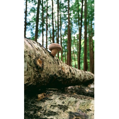 旬の時期のみ!原木椎茸狩りチケット　3000円分