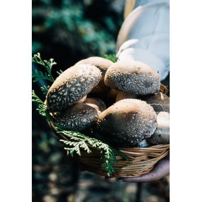 原木栽培生椎茸　ご贈答品　約1kg