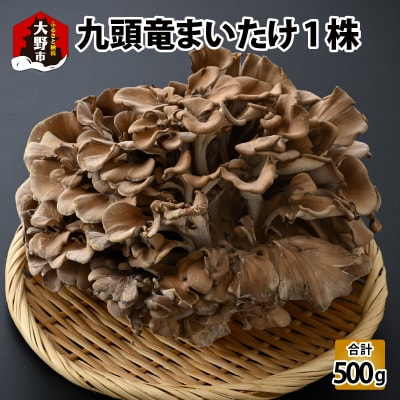 九頭竜まいたけ 1株入り 