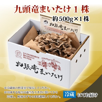 九頭竜まいたけ 1株入り 