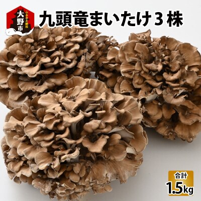 九頭竜まいたけ 3株入り
