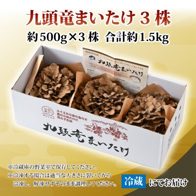 九頭竜まいたけ 3株入り