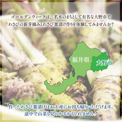 【食事付き】わさび新芽摘みとわさび葉漬け体験(2名様分)