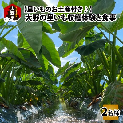 【里いものお土産付き♪】大野の里いも収穫体験と食事(2名様分)