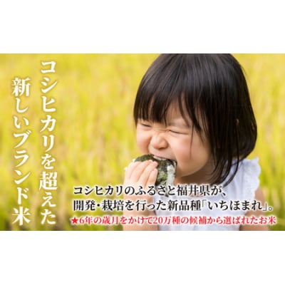 【令和7年産】福井県産 いちほまれ(白米)5kg