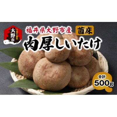 菌床肉厚しいたけ(福井県大野市産)500g