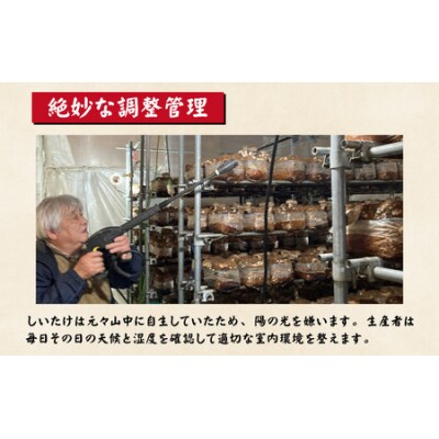 菌床肉厚しいたけ(福井県大野市産)500g