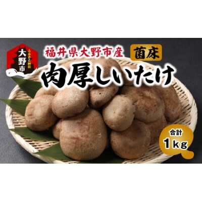 菌床肉厚しいたけ(福井県大野市産)1kg