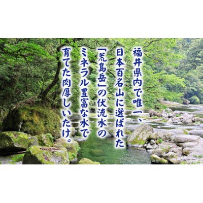 【3ヶ月定期便】菌床肉厚しいたけ(福井県大野市産)1kg×3回 計3kg