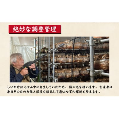 【3ヶ月定期便】菌床肉厚しいたけ(福井県大野市産)1kg×3回 計3kg