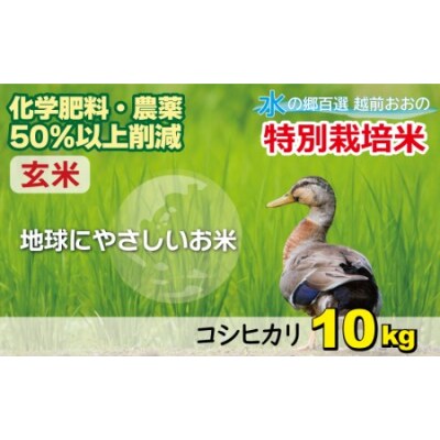 �y�ߘa7�N�Y�z�����Ђ��� 10kg�y���āz���_��E�����w�엿 �u���ʍ͔|�āv