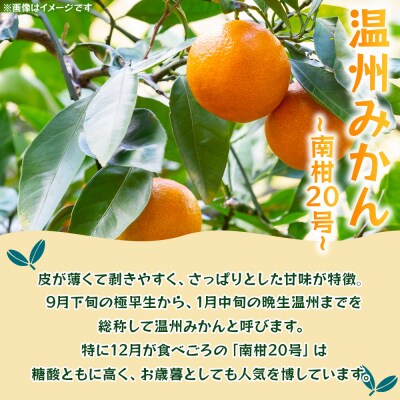 <ぽんかん 約10kg> 果物 フルーツ みかん ミカン 蜜柑 オレンジ 柑橘 椪柑