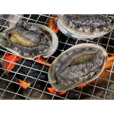 養殖活蝦夷あわび7.5cm以上×6個