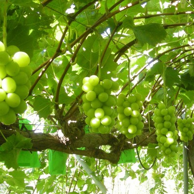 シャインマスカット2房(1kg)