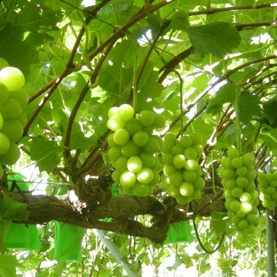 シャインマスカット4～5房(2kg)