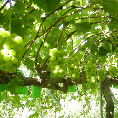 シャインマスカット4～5房(2kg)