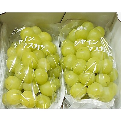 【カナダ人農園主の真心を込めた】シャインマスカット約1kg