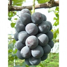 【カナダ人農園主の真心を込めた】世羅産ニューピオーネ約1kg | ふるさと納税のお礼品
