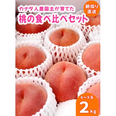 【カナダ人農園主の真心を込めた】新鮮な”朝採り” 桃の食べ比べセット約2kg
