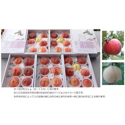 【カナダ人農園主の真心を込めた】新鮮な”朝採り” 桃の食べ比べセット約2kg
