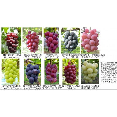 【カナダ人農園主の真心を込めた】ぶどう粒食べ比べパック約0.9kg