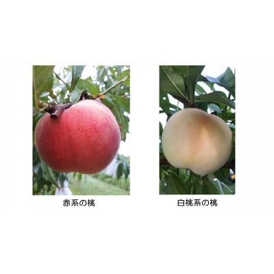 【カナダ人農園主の真心を込めた】新鮮な”朝採り” 桃の食べ比べセット約3kg