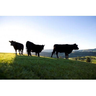 熟成牛タン200g×1パック