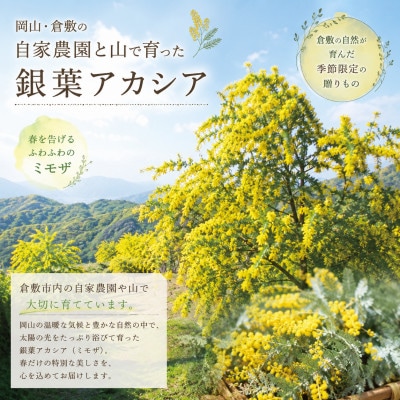 「春を届ける|フレッシュミモザとユーカリのハーフムーン M【2027年2月下旬-3月下旬 発送予定】