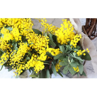 フレッシュ ミモザ ハーフムーンリース L【2026年2月下旬-3月下旬 発送予定】