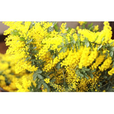 フレッシュ ミモザ ハーフムーンリース L【2026年2月下旬-3月下旬 発送予定】