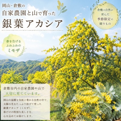 春の香りを届ける♪ミモザ ハーフムーンリース  L【2027年3月上旬-3月下旬 発送予定】