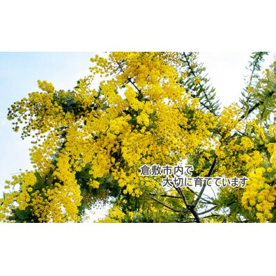 フレッシュ ミモザ ハーフムーンリース L【2026年2月下旬-3月下旬 発送予定】