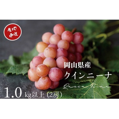 【2026年先行受付】　厳選　岡山県産　クイーンニーナ　計1.0kg以上　2房　産直・朝採れ