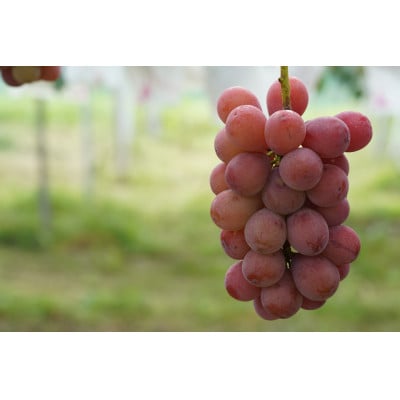 【2026年先行受付】　厳選　岡山県産　クイーンニーナ　計1.0kg以上　2房　産直・朝採れ