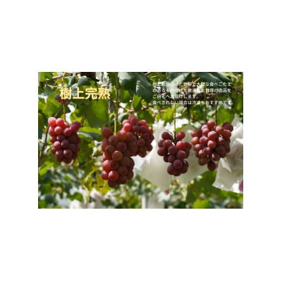 【2026年先行受付】　厳選　岡山県産　クイーンニーナ　計1.0kg以上　2房　産直・朝採れ