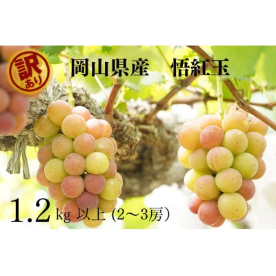 【2026年先行受付】　岡山県産　訳あり悟紅玉　計1.2㎏以上　2～3房　産直・朝採れ