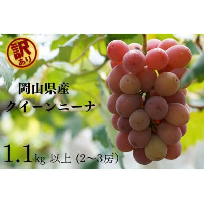 【2026年先行受付】　岡山県産　訳ありクイーンニーナ　計1.1kg以上　2～3房　産直・朝採れ