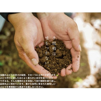 【2026年先行受付】　岡山県産　訳ありクイーンニーナ　計1.1kg以上　2～3房　産直・朝採れ