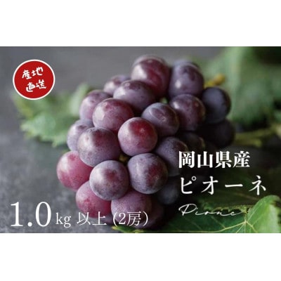 【2026年先行受付】　厳選　岡山県産　ピオーネ　計1.0kg以上　2房　産直・朝採れ