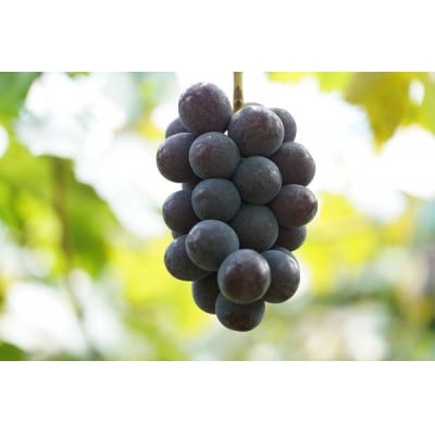 【2026年先行受付】　厳選　岡山県産　ピオーネ　計1.0kg以上　2房　産直・朝採れ